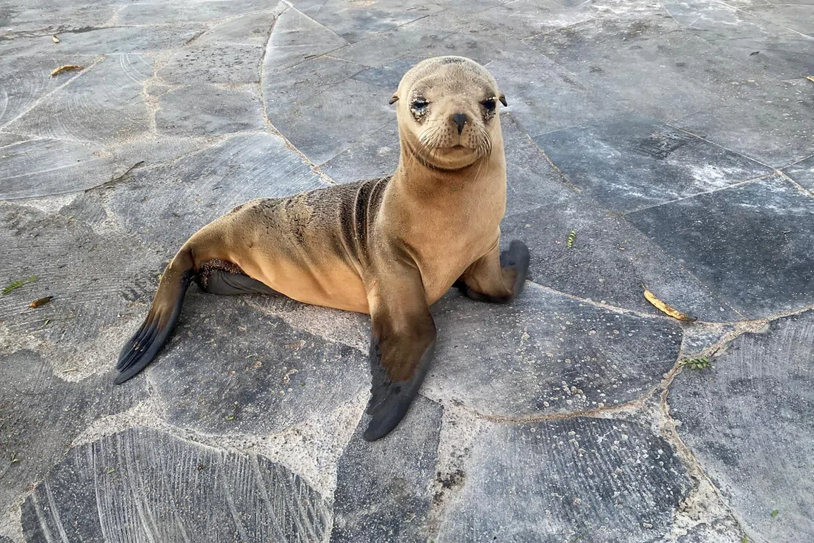 A sea lion pup approaches us at the pier in San Cristóbal Island, Galapagos.