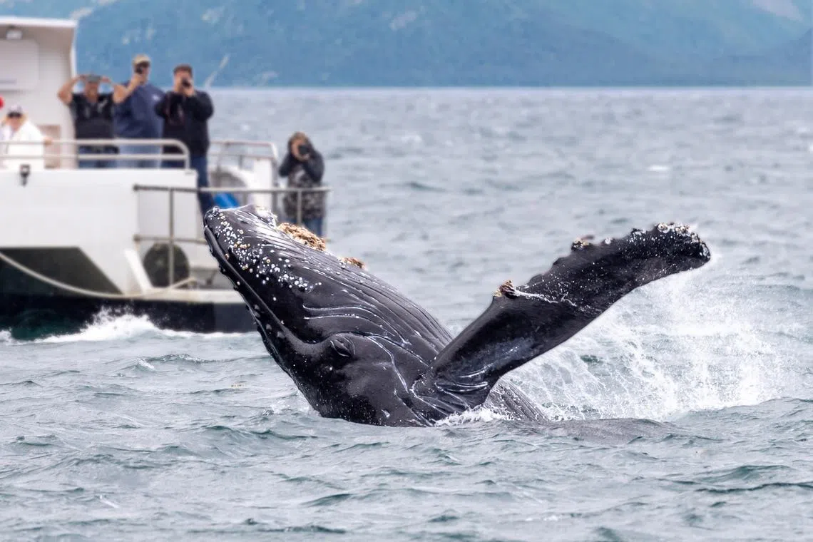 About 30 species of marine mammals can also be found in South-east Asia's waters.