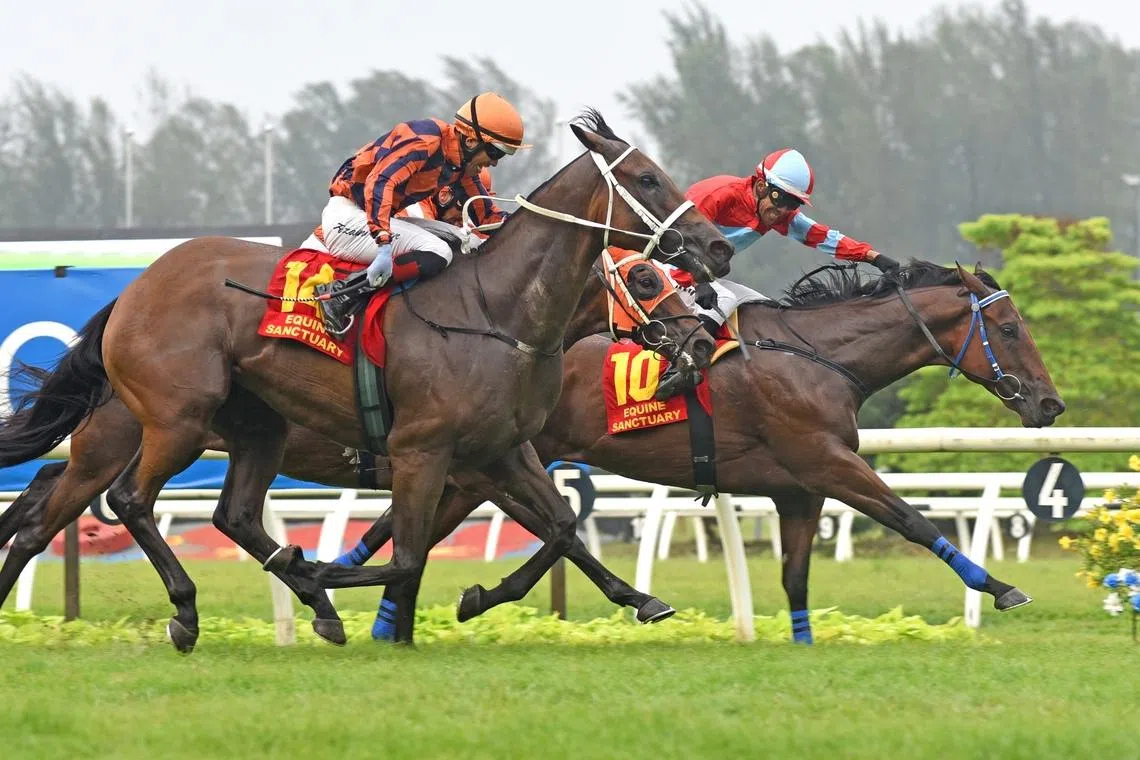 Equine Sanctuary Tunku Gold Cup 