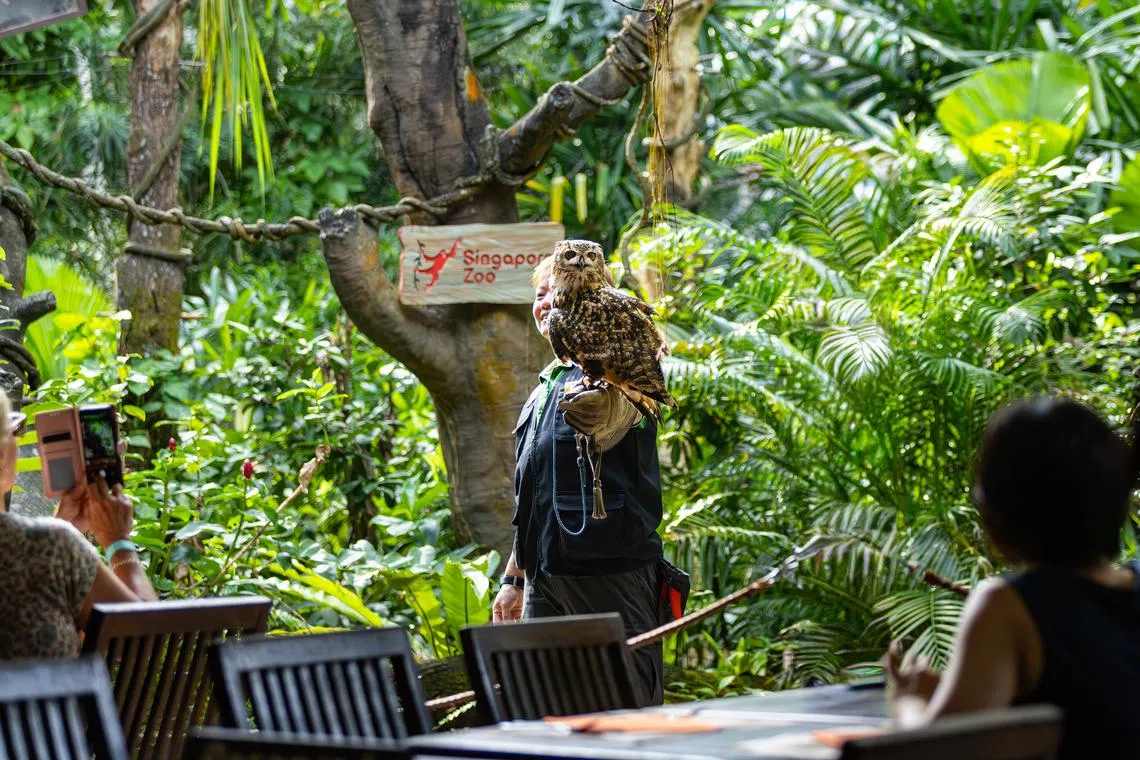 “Animal ambassadors” such as a Bengal eagle owl will appear with their keepers.