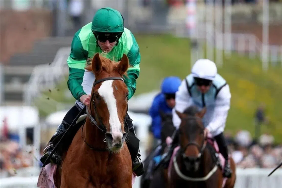 Benvenuto Cellini – Despite a freak barrier mishap that led to his voided run in the Epsom Derby three weeks ago, Benvenuto Cellini will still start as the favourite in the Group 1 Irish Derby (2,400m) at The Curragh on June 28.

Photo by Racing And Sports