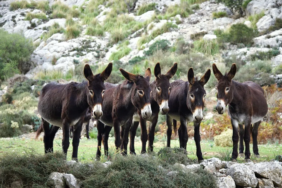 China’s donkey population has plunged as millions of the animals are slaughtered each year, driving buyers to seek supplies from Africa and elsewhere.