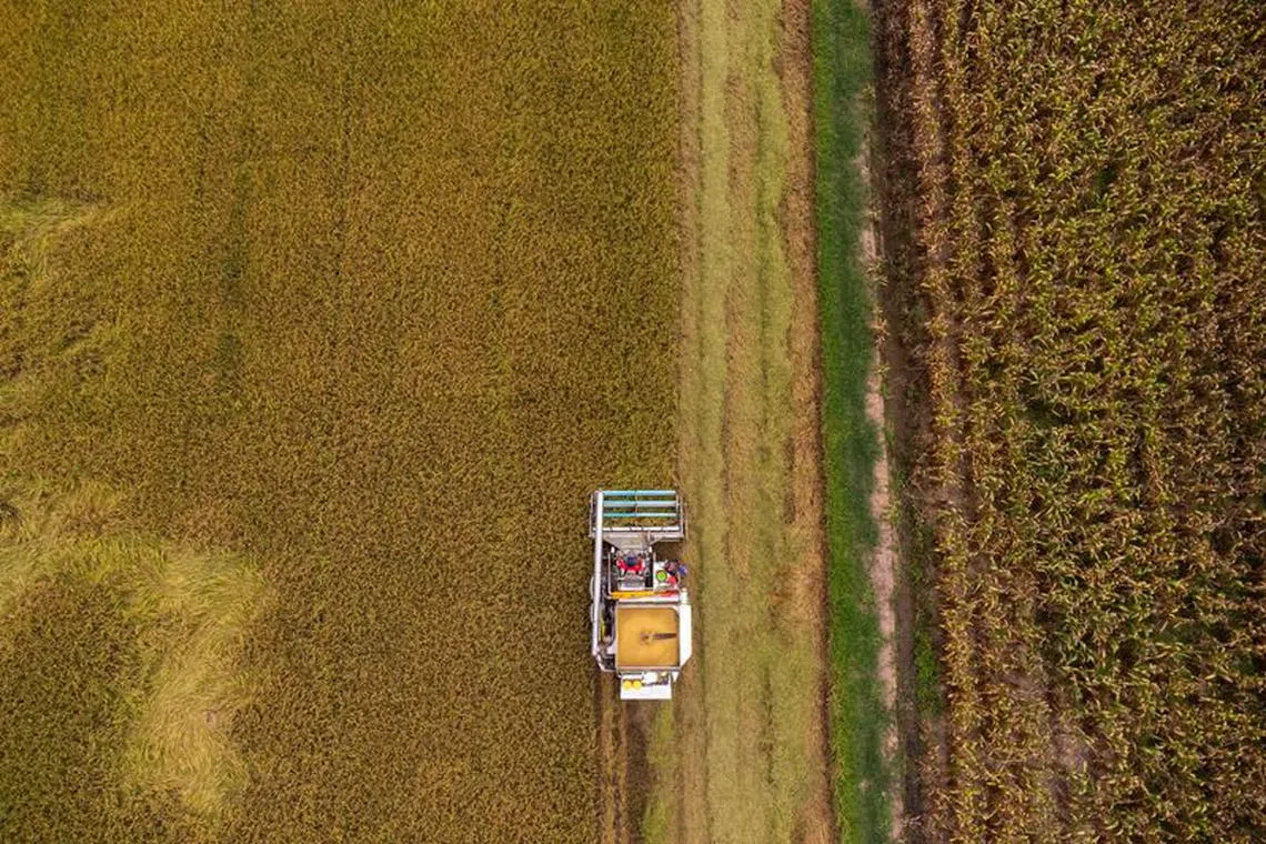 FILE PHOTO: Farmers harvest rice in a field in Chainat province, Thailand, August 31, 2023. REUTERS/Athit Perawongmetha/File Photo