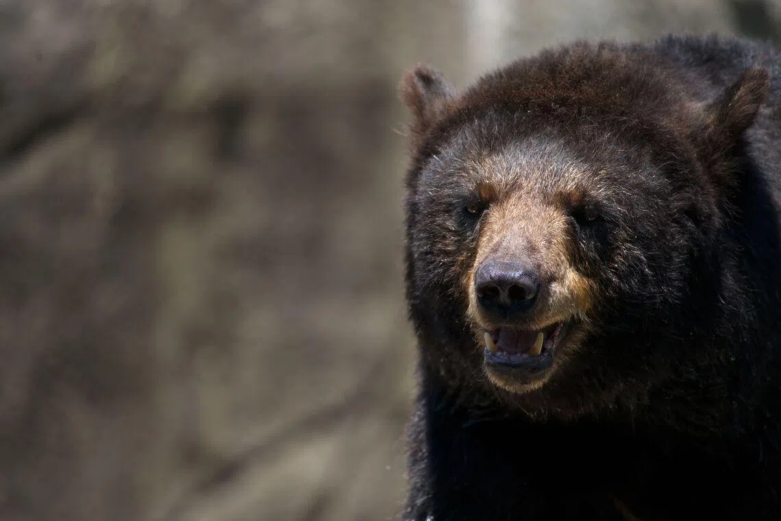 Bears are increasingly encroaching on urban spaces across Japan.