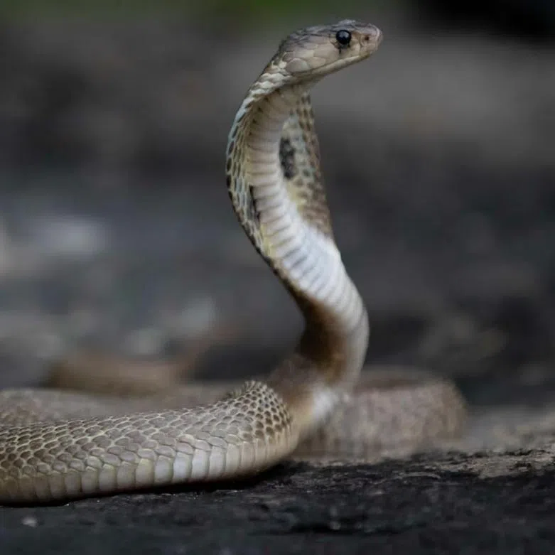 The tourist was bitten after the "snake charmer" let a snake, thought to be cobra, crawl into his trousers.