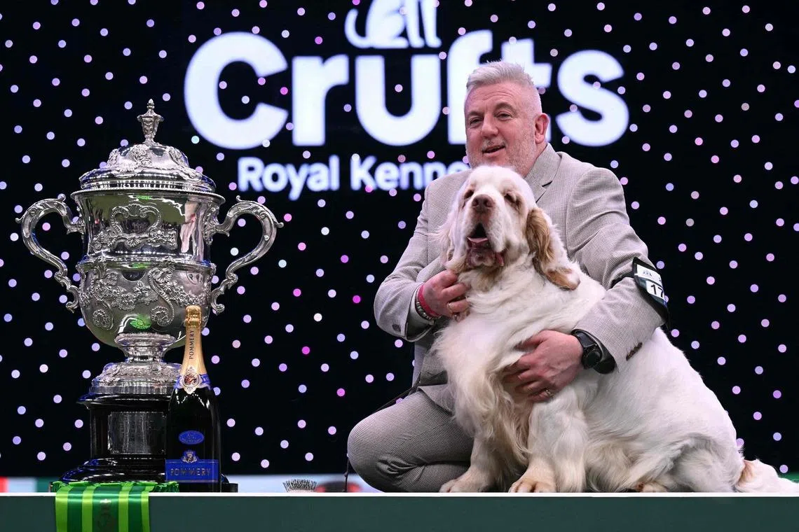 The Clumber Spaniel, Vanitonia Soloist "Bruin" and handler Lee Cox posing for photographs at the trophy presentation after winning the Best in Show competition on the final day of the Crufts dog show at the National Exhibition Centre in Birmingham, England, on March 8, 2026. 