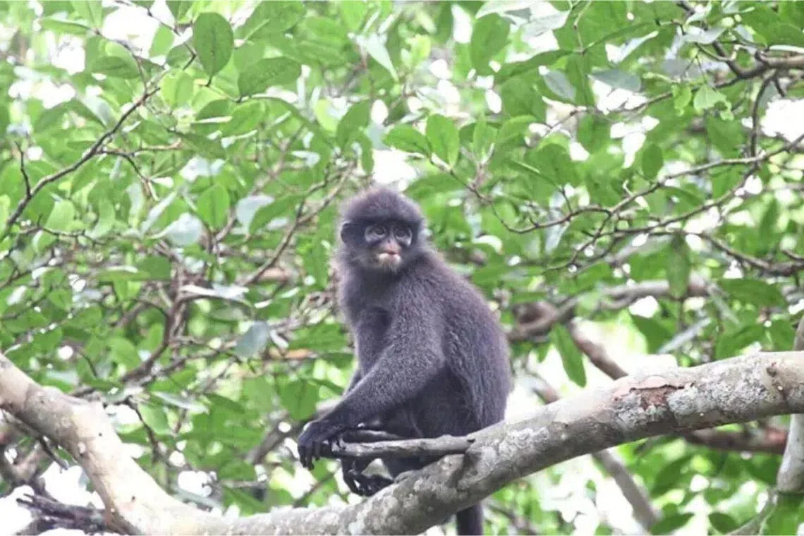 The Raffles’ banded langur was classified as “critically endanger­ed” by the International Union for Conservation of Nature in 2022.