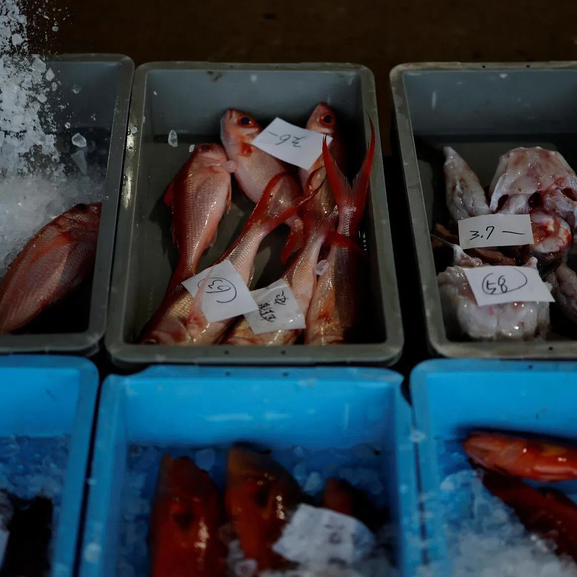 According to the Tagonoura fisheries cooperative, fishing is being conducted only two to three days a week in April.