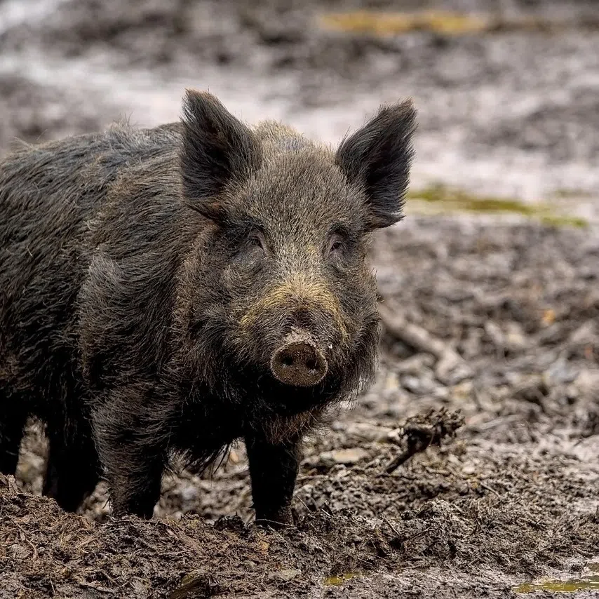 Spain detected its first cases of African swine fever since 1994 after two dead wild boars tested positive for the virus.