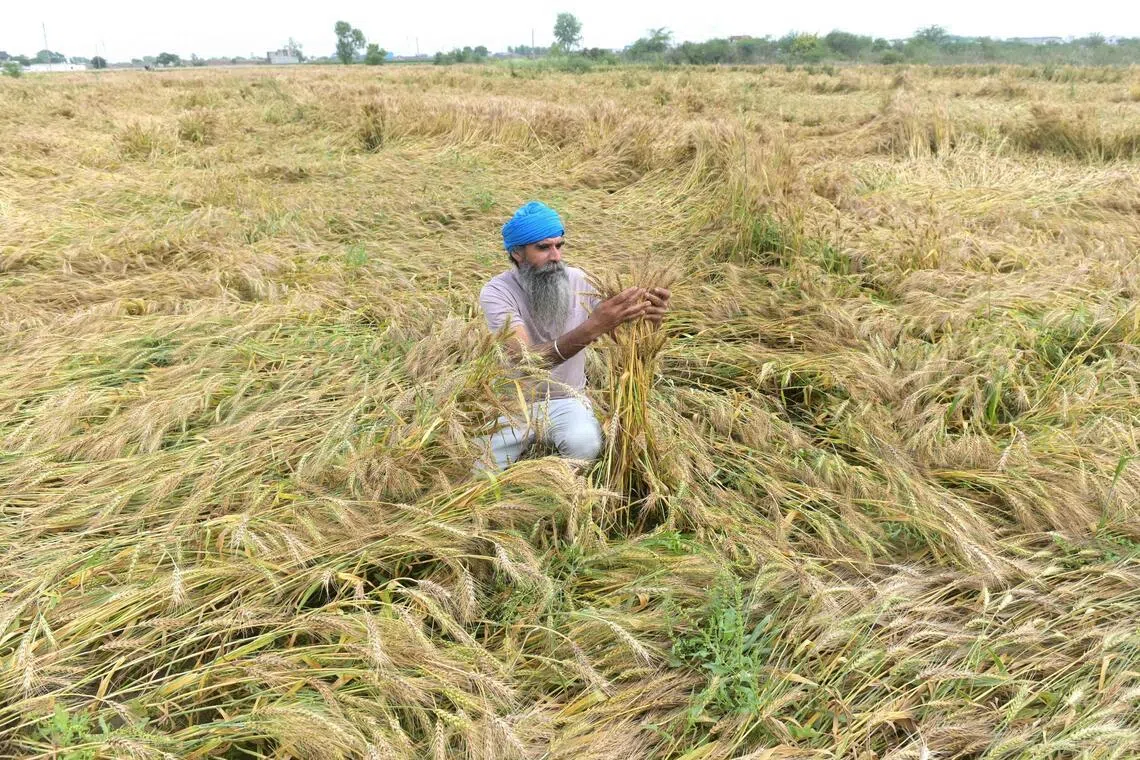A farmer inspects damaged wheat crops after heavy rain on the outskirts of Amritsar, India on April 8, 2026..