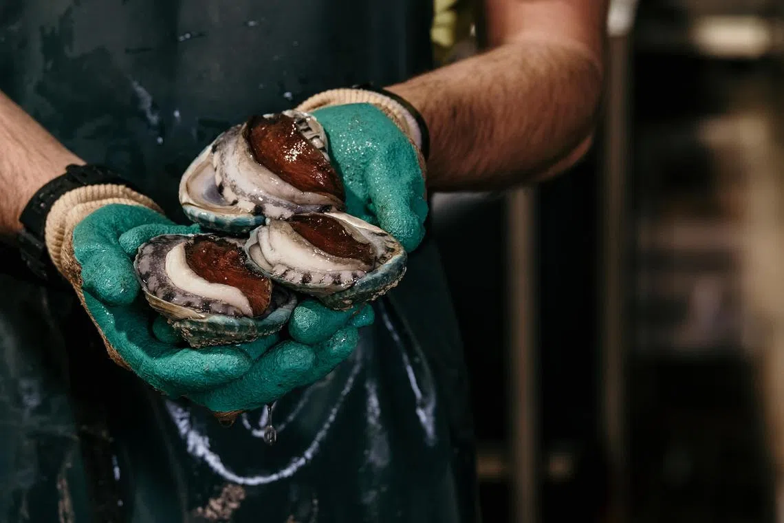 ssaus20 - Ocean Road Abalone farm close up of Australian Tiger abalone


Credit: Ocean Road Abalone