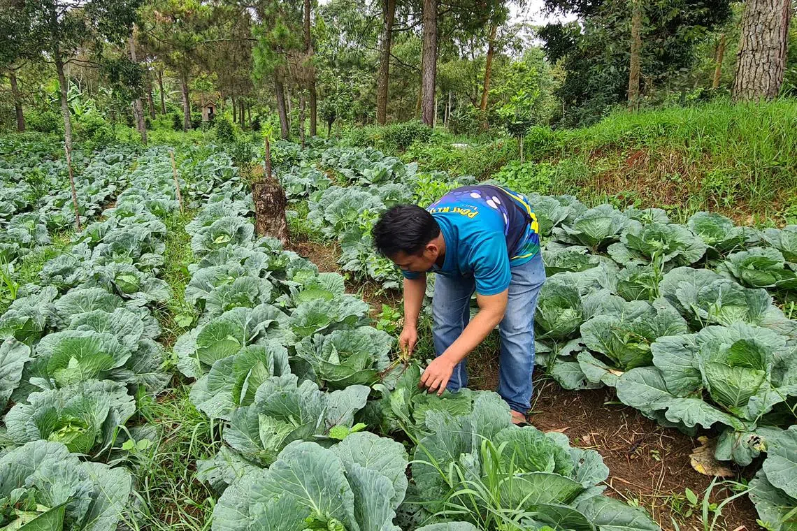 An Indonesian farmer lifting grass that grows along cabbage and other crops on the slope of Mount Papandayan in Garut, West Java province. 
