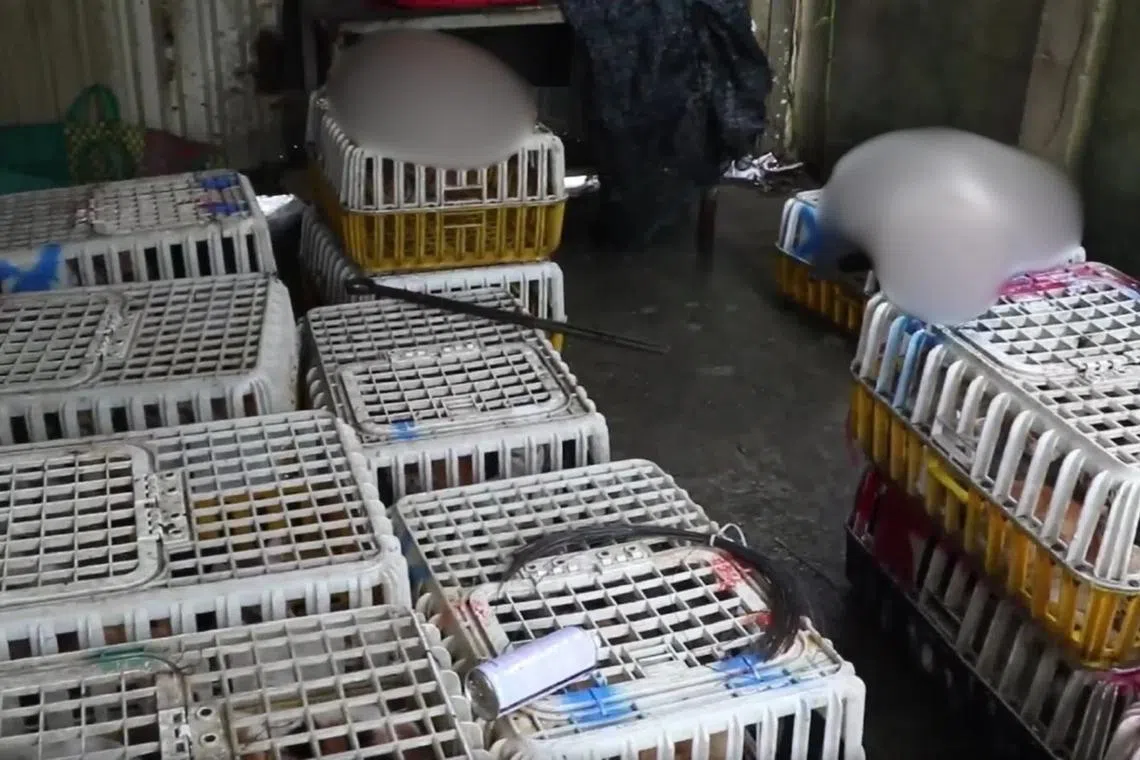 Authorities clawed back more than 400 live cats and 80 dead ones preserved on ice.