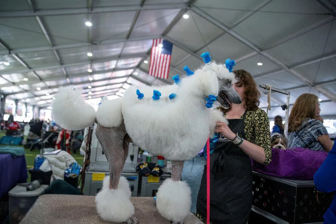 Archie, a Standard Puddle, being groom before competing during the 147th Westminster Kennel Club Dog Show at the USTA Billie Jean King National Tennis Center in New York, on May 8, 2023. 