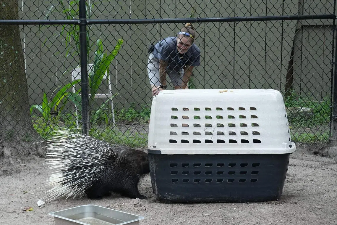 Employees move an African porcupine named Chompers to a pet carrier at Zoo Tampa on Oct 7 ahead of Hurricane Milton’s expected landfall.