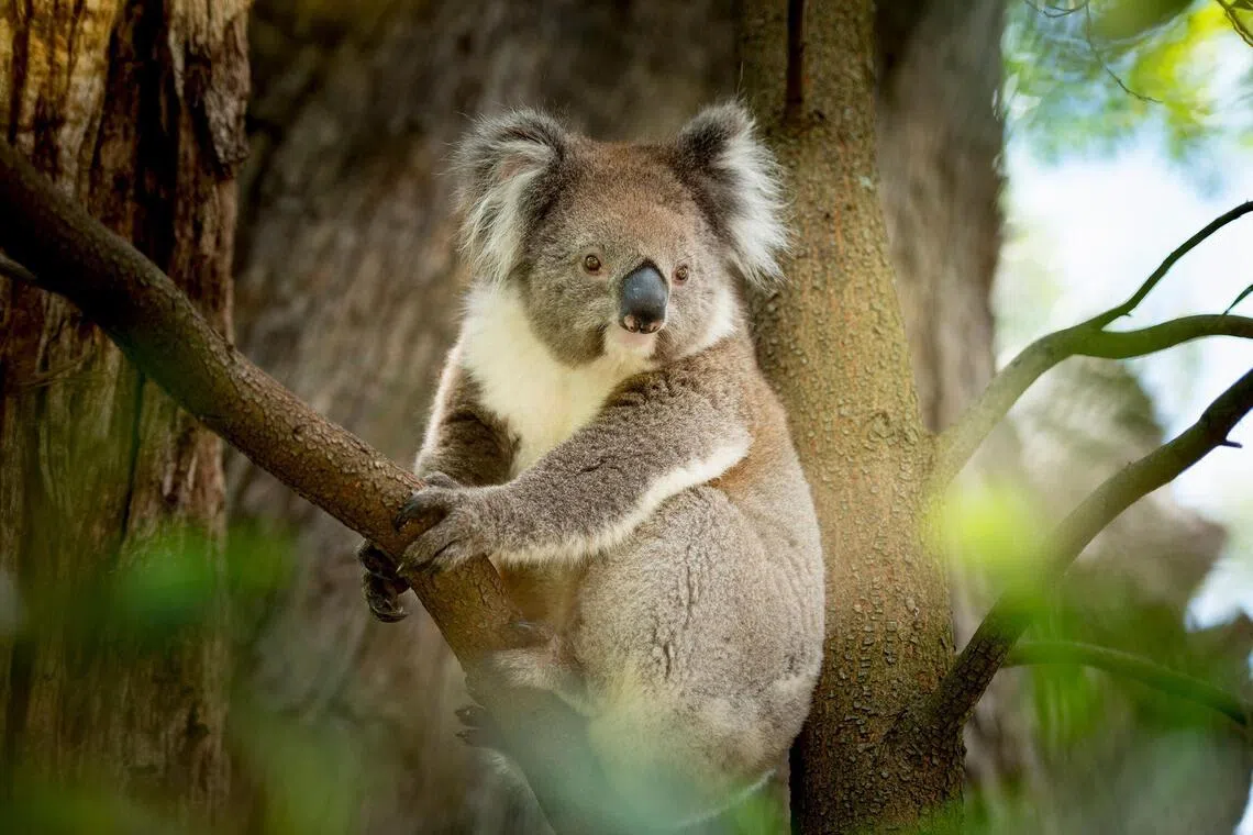 Cleland Wildlife Park is home to 55 koalas and works with universities to conduct research on them.