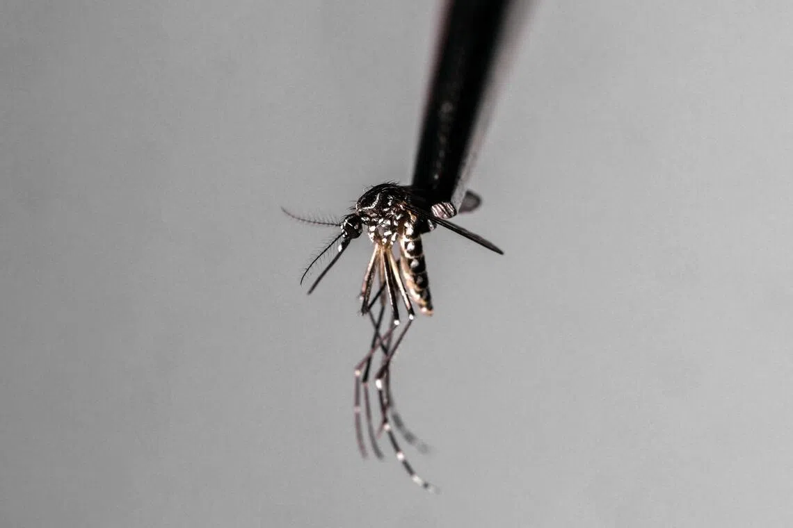 Brazil suspends dengue vaccine following two death