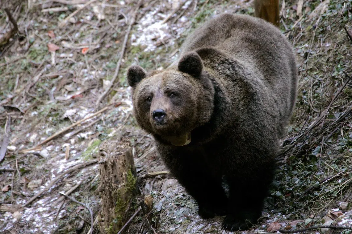 A 43-year-old tourist successfully underwent an operation to stitch up wounds to his limbs following a bear attack in Italy.