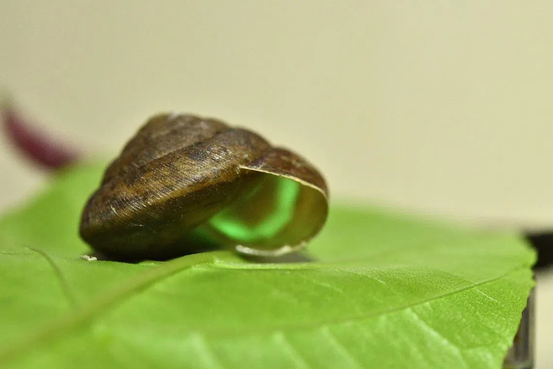 The  bioluminescent snail described as the “living glow stick” mollusc was discovered in 2023. 