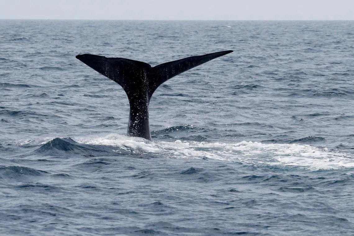 A file photo of a sperm whale spotted near Hokkaido, Japan.