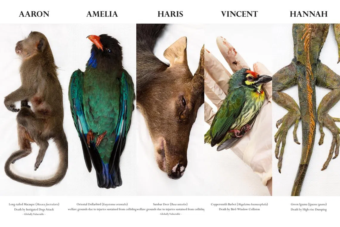 For the exhibition, photographer Jasvic Lye chose to name each animal with a common name for people, to make them more relatable.  