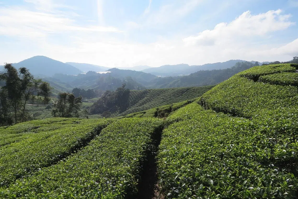 Temperatures at the hill resort rose by 0.86 per cent in the past decade.