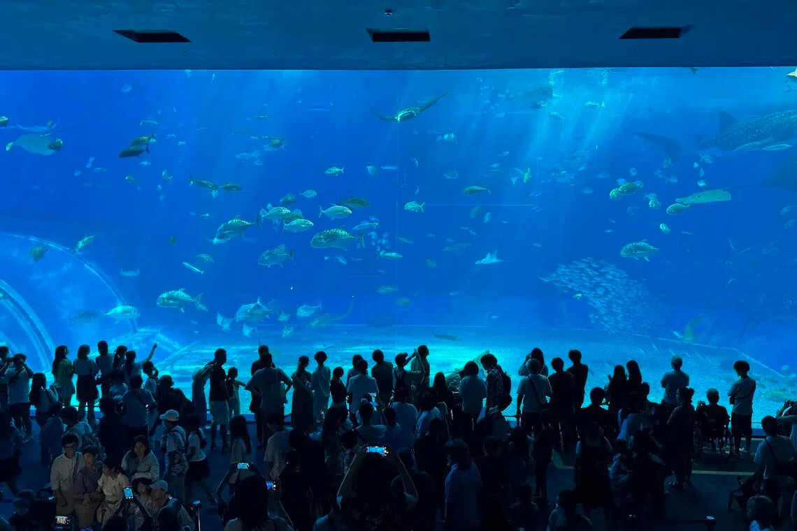 vida marinha, aquário, Japão, Aquário Churaumi, Okinawa