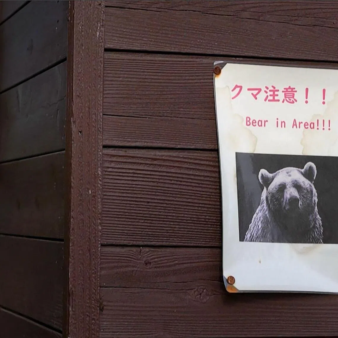 With the surge of bear sightings in urban areas, there have been times when as many as three bears are killed in a day.