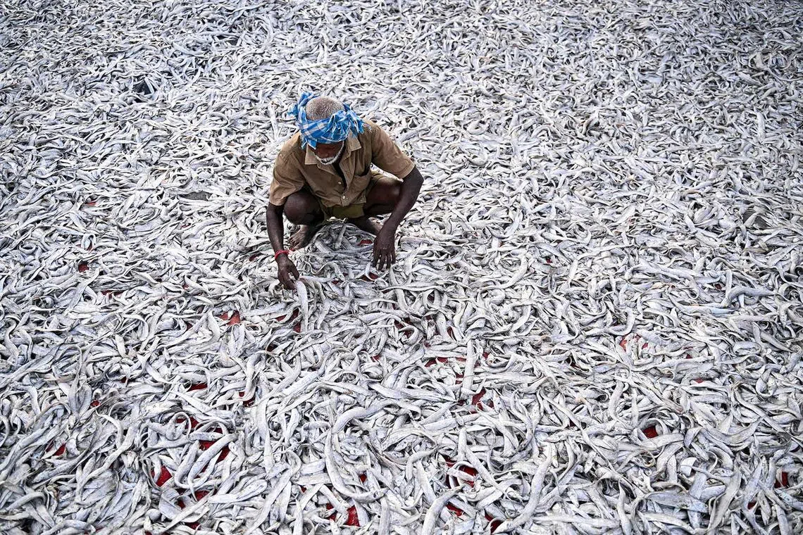 TOPSHOT - A fisherman lays his fish for dry after a fresh catch early morning at the Kasimedu fishing harbour in Chennai on August 25, 2025. US President Donald Trump has threatened to double import duties on India from 25 to 50 percent to punish New Delhi for buying oil from Russia, saying the purchases help Moscow fund its invasion of Ukraine.' Indian exporters are scrambling for options to mitigate the fallout as it threatens to upend low-margin, labour-intensive industries ranging from gems and jewellery to textiles and seafood. (Photo by R. Satish BABU / AFP)