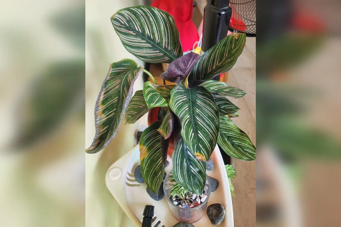 The speckled patterns also indicate a spider mite infestation, which can be difficult to control.