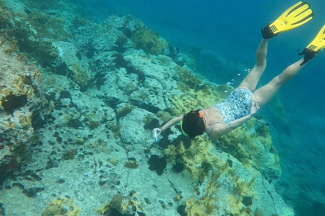 Caribbean islands seek $200 million for regional biodiversity push