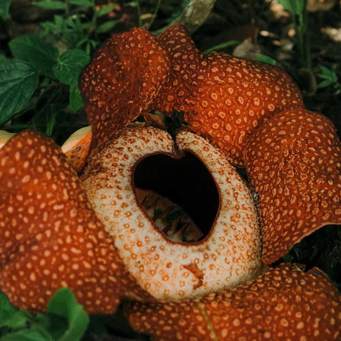 The politician claimed the Rafflesia was named after “a man without morals or ethics.”   