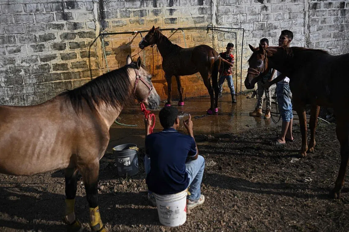 Venezuelan cowboys bathing horses during a bull tailing competition held as part of the "Fiestas del Alma Llanera" celebration in San Fernando de Apure, Apure State, Venezuela in a photo released on March 1, 2026. 