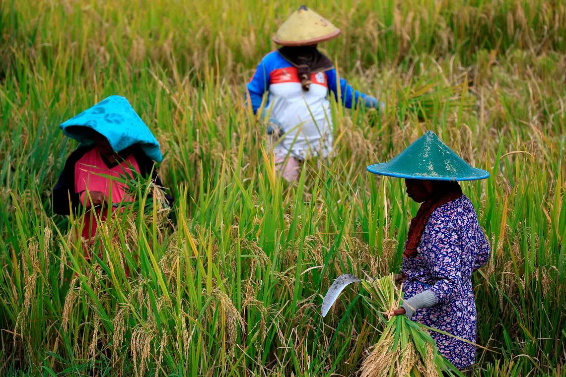 FILE PHOTO: Farmers collect paddy during harvest day at a rice field in Candipuro district, Lumajang, East Java province, Indonesia, December 9, 2021. REUTERS/Willy Kurniawan/File Photo