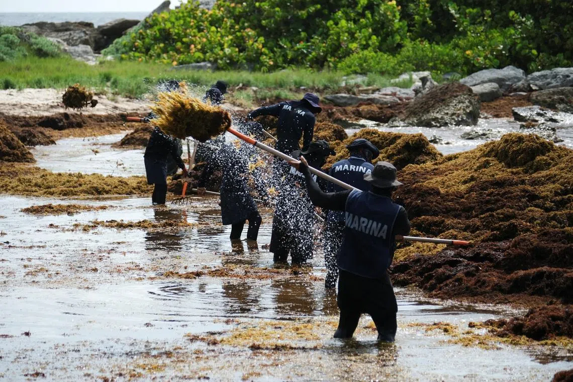 Members of the Mexican Navy collect sargassum seaweed from a beach in the hotel zone in Tulum on July 22.