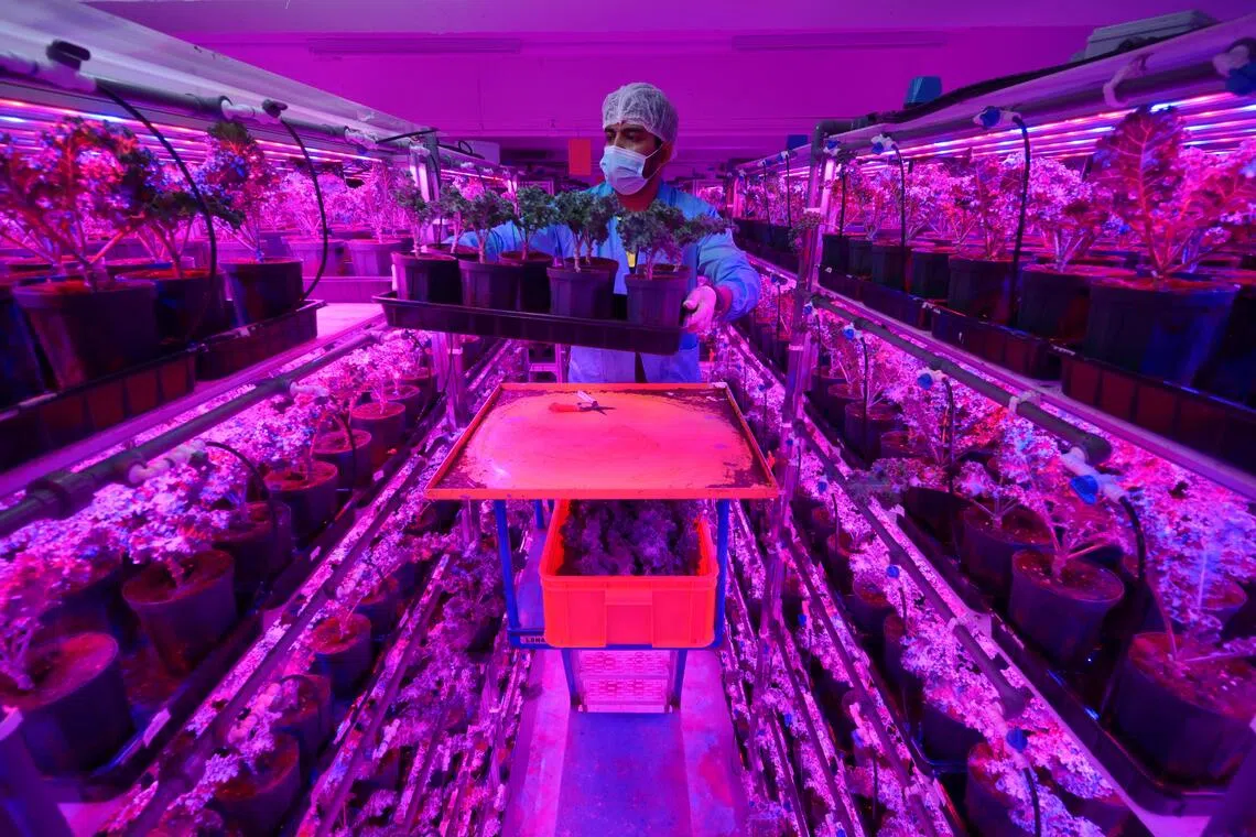 ctnfarm/ ST20240528_202444061692/Ng Sor Luan/GKE Agritech, one of the more successful vegetable farms in Singapore, uses solar panels to reduce its energy needs, and is trialing energy saving technologies to reduce its costs of production. A worker harvesting kale at the farm.