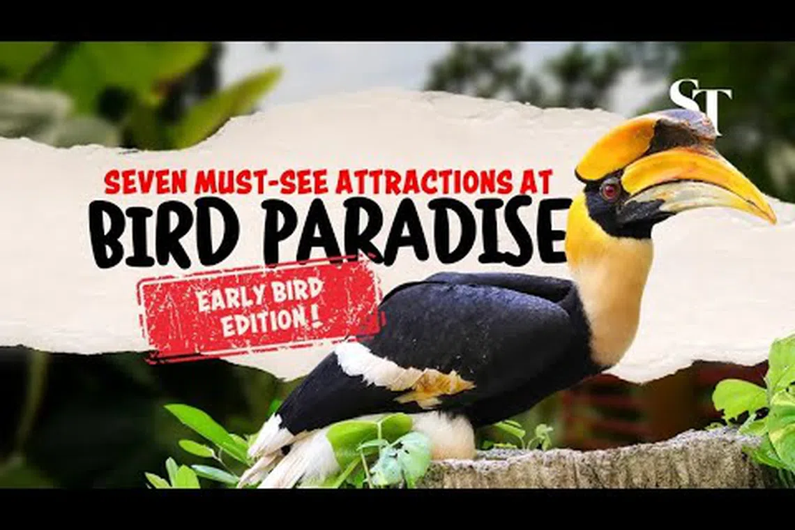 First look at Bird Paradise: 7 things to see and know | The Straits Times