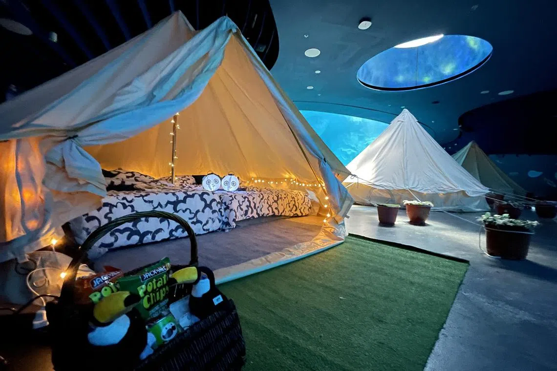 The two-day, one-night experience is designed for up to four people to sleep in a tent at the park’s air-conditioned Ocean Network Express Penguin Cove.