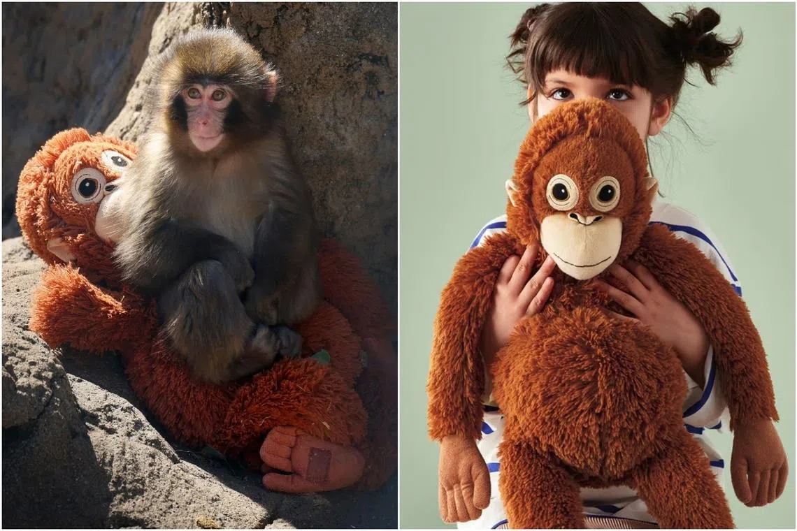 Ikea Singapore’s orangutan plushie out of stock after baby monkey Punch goes viral