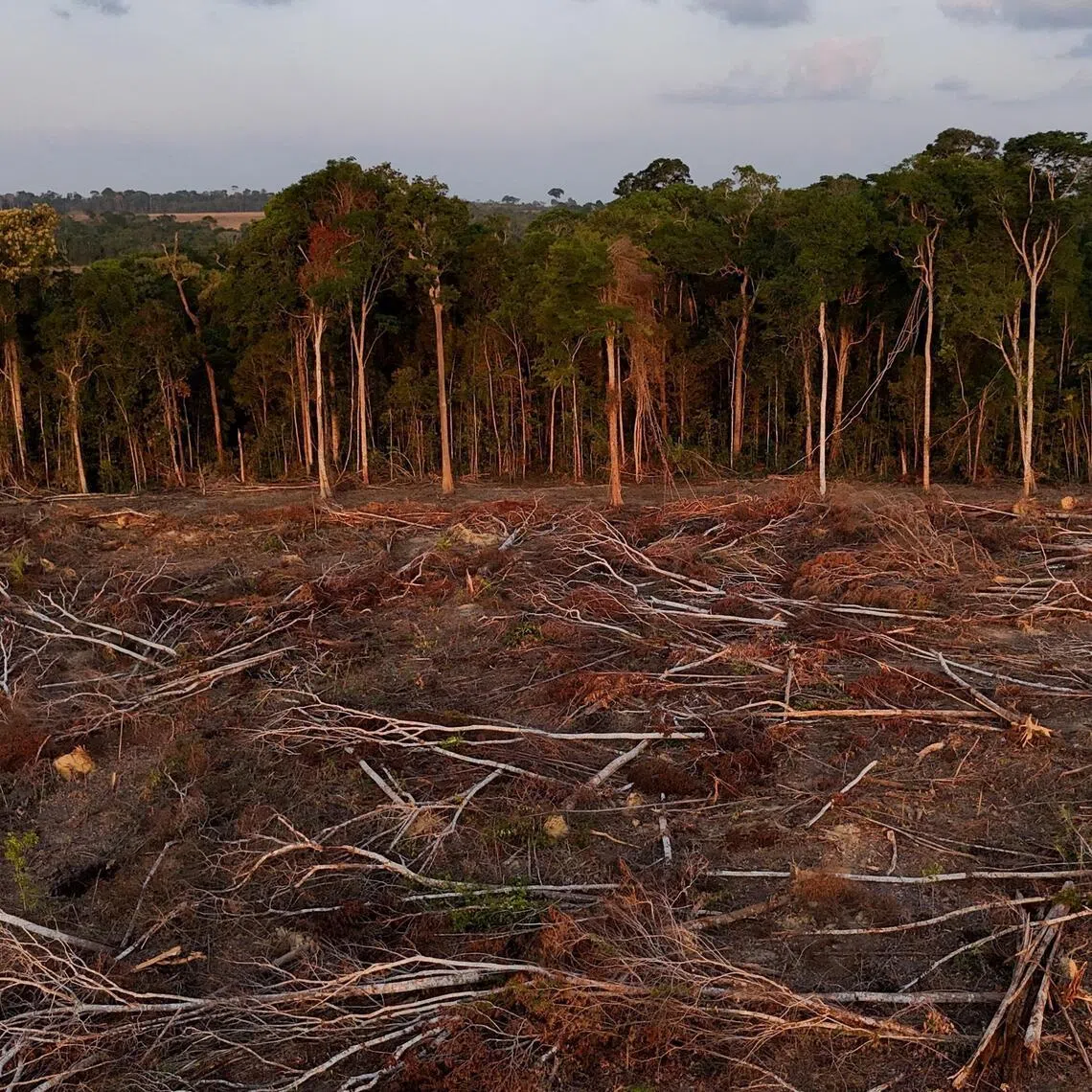 A drone views shows fallen trees where farmers cleared land for soybean farming in Para state, Brazil, on Oct 6, 2024. PHOTO: REUTERS