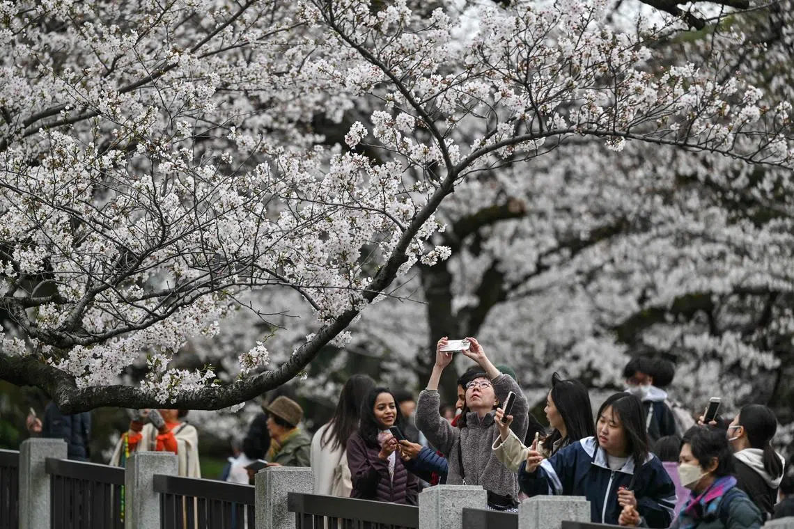 Many of the cherry trees are reaching 70 to 80 years old, well beyond their prime blooming age.