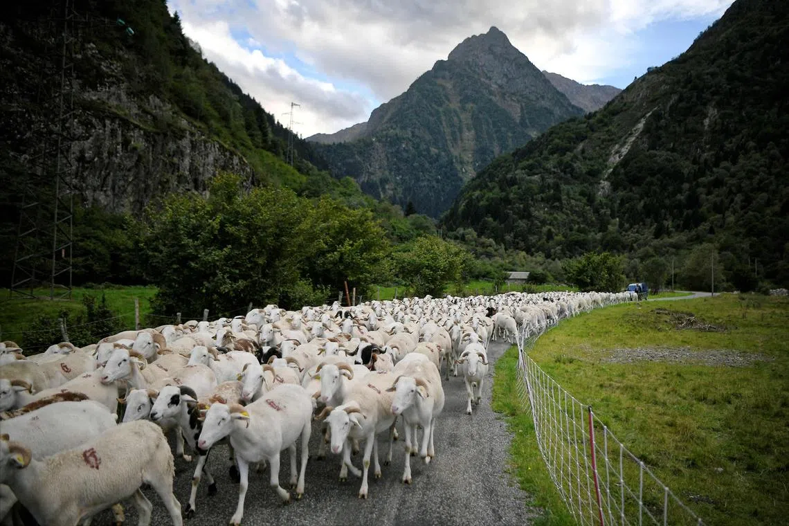 A flock of sheep in the French Pyrenees. The world needs to urgently reform agricultural subsidies that harm nature.
