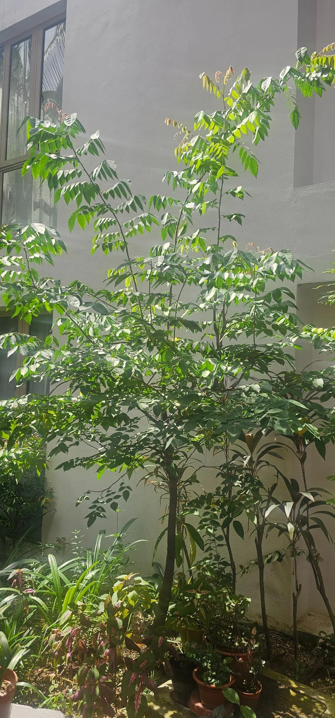 A falta de luz pode fazer com que as árvores cresçam por muito tempo sem produzir frutos.