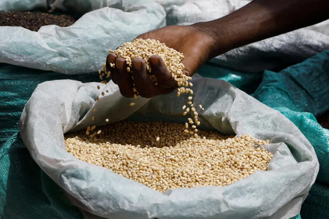 A trader sorts wheat imported from Ukraine at a market in Somalia's capital, Mogadishu.