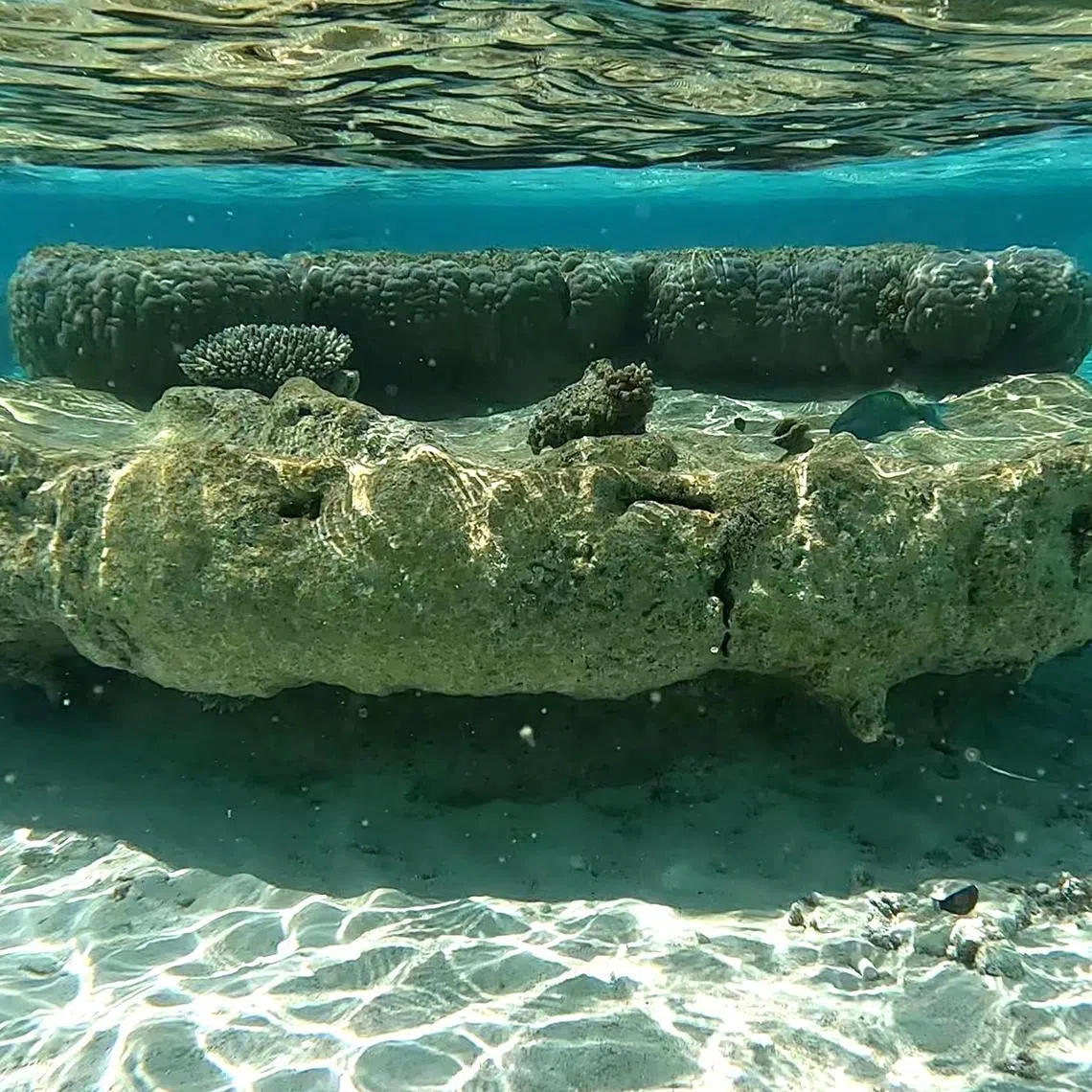This microatoll held clues about sea level rise in the Indian Ocean since the 1930s. The fossil coral has live coral on the outer margin.