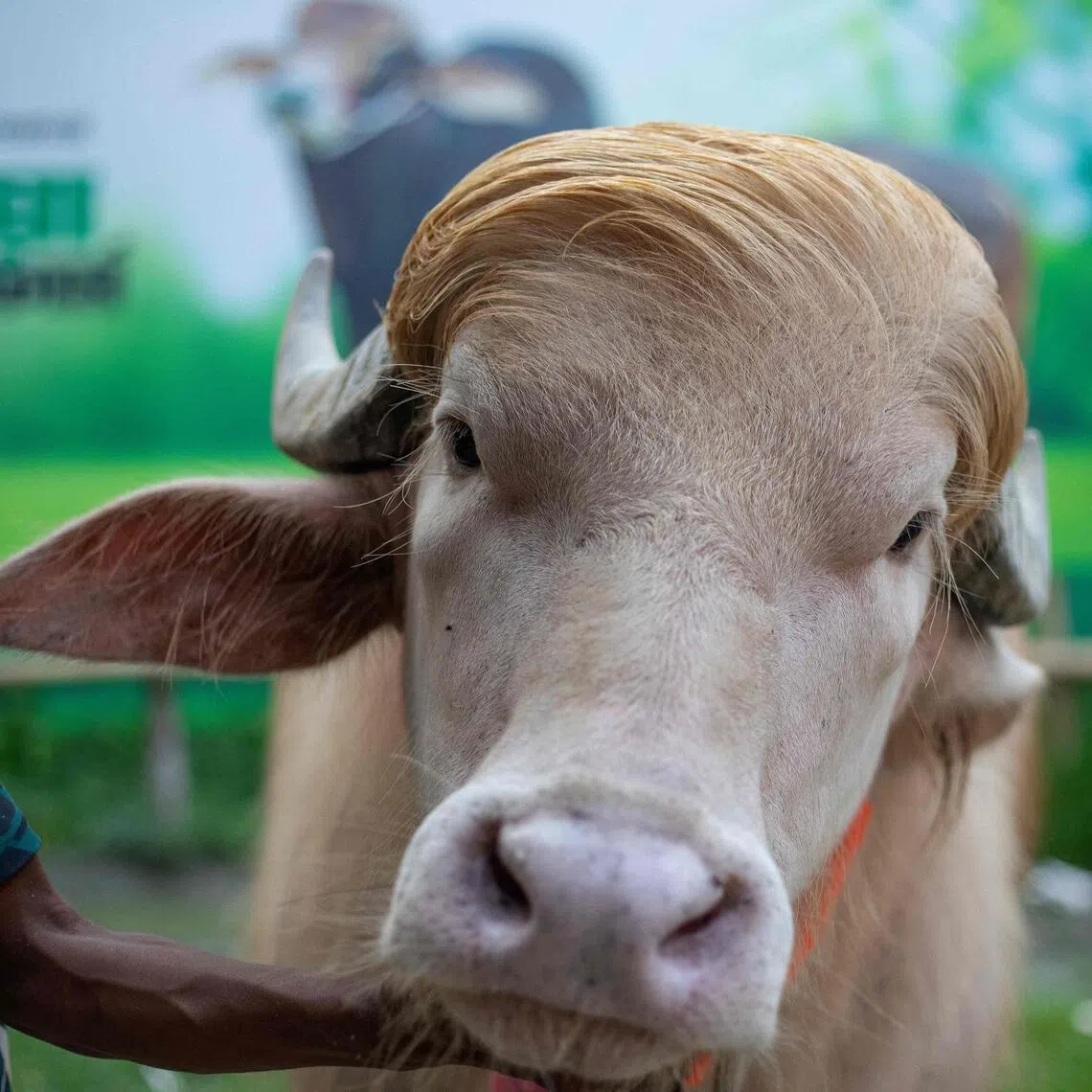 An albino buffalo in Bangladesh – named “Donald Trump” for its flowing blond hair – has become an unlikely social media star.