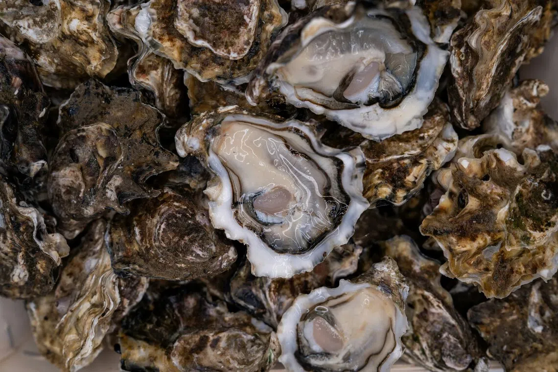 The molluscs were lifted from an oyster farm near the town of Taree, north of Sydney.