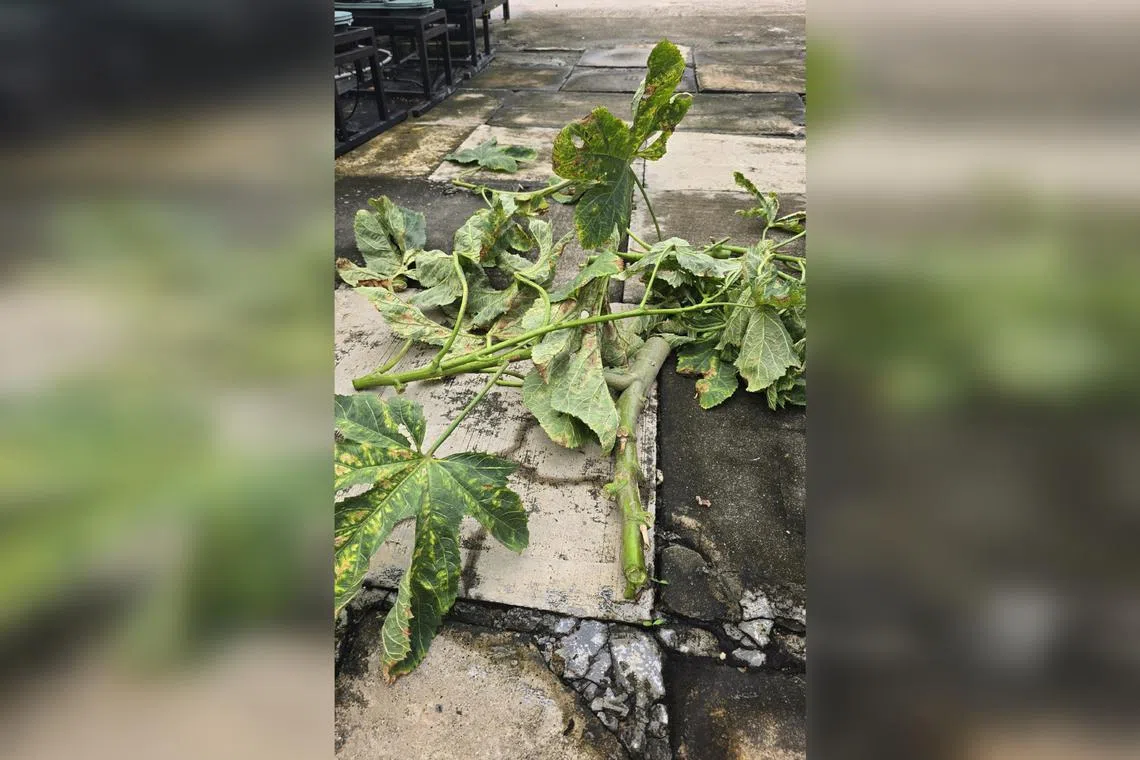 Common issues for okra plants include mildew, leaf hoppers, whiteflies and aphids.