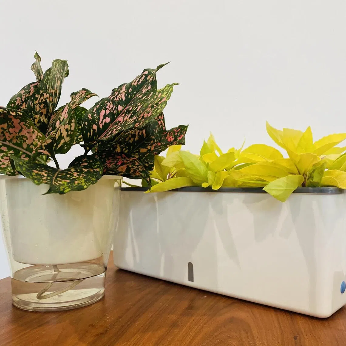 wwplant05 - Self-watering containers can be bought readily and they can be either flower pots or planter troughs. 


SOURCE AND CREDIT: WILSON WONG