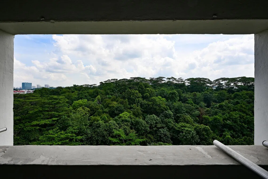 Maju Forest as viewed from Block 118 Clementi Street 13 on July 16.